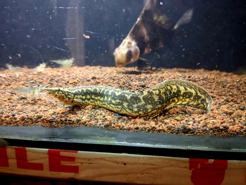 Buff-backed spiny eel (Macrognathus maculatus) — Mastacembelidae — 5