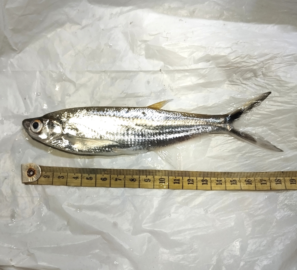 Knife-edged carp (Oxygaster anomalura) — Cyprinidae
