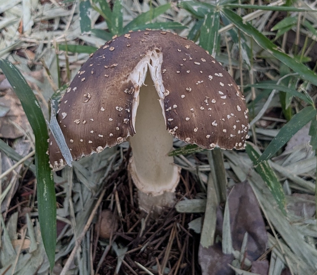 Amanita ibotengutake · October 2025 · photo: © mami_t_t (iNaturalist, cc-by)