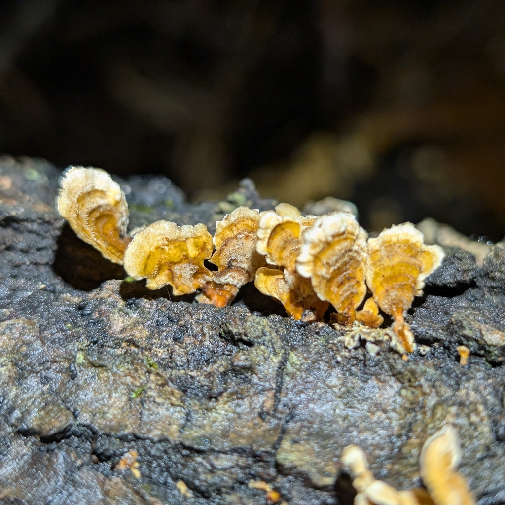 Stereum complicatum · October 2025 · photo: © supertiger (iNaturalist, cc-by)