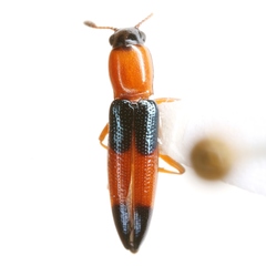 Languria trifasciata