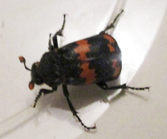 Nicrophorus mexicanus