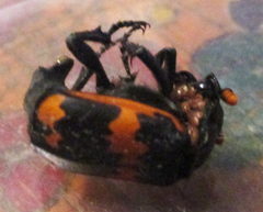 Nicrophorus mexicanus