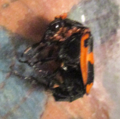 Nicrophorus mexicanus