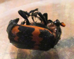 Nicrophorus mexicanus