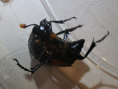 Nicrophorus mexicanus