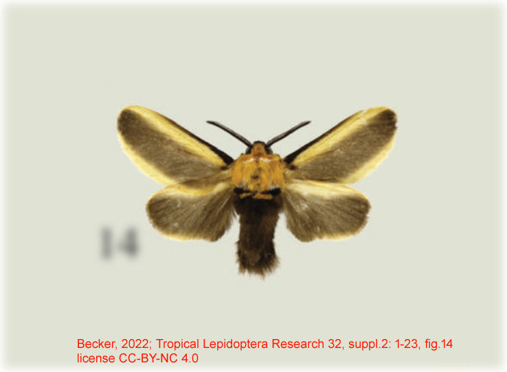 Endobrachys placida