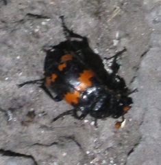 Nicrophorus mexicanus