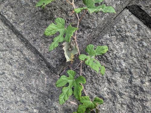 Vitis ficifolia (Vitis ficifolia)