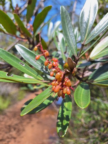 Cunonia purpurea observed 2025-10-25
