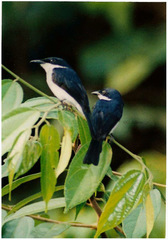 Hemipus hirundinaceus