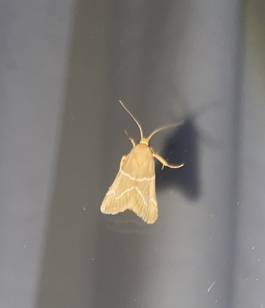 Aglossa ferrealis