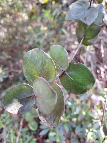 Eugenia gacognei observed 2025-10-25