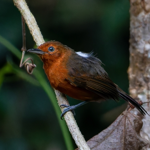 Blackish Antbird (Cercomacroides nigrescens), photo 7