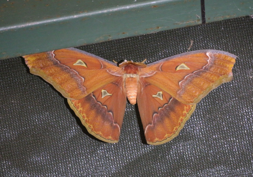 Attacus inopinatus