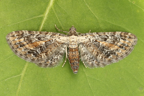 Tawny Speckled Pug, Тополиный, Московская обл., Россия, photo 7 of 10