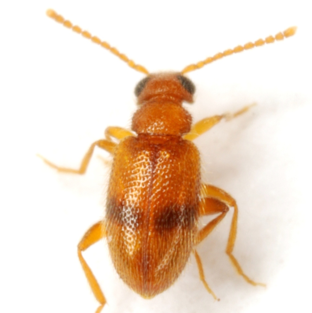 Ant-like Leaf Beetles