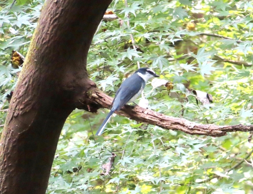 Minivet de las Ryukyu (Pericrocotus tegimae)