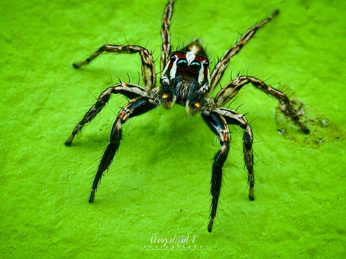 Pantropical Jumping Spider