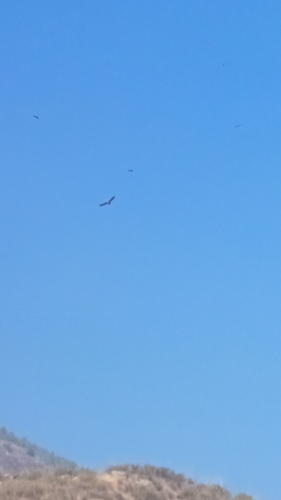 Himalayan Griffon