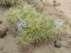 Perezia recurvata