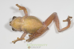 Rhacophorus orlovi