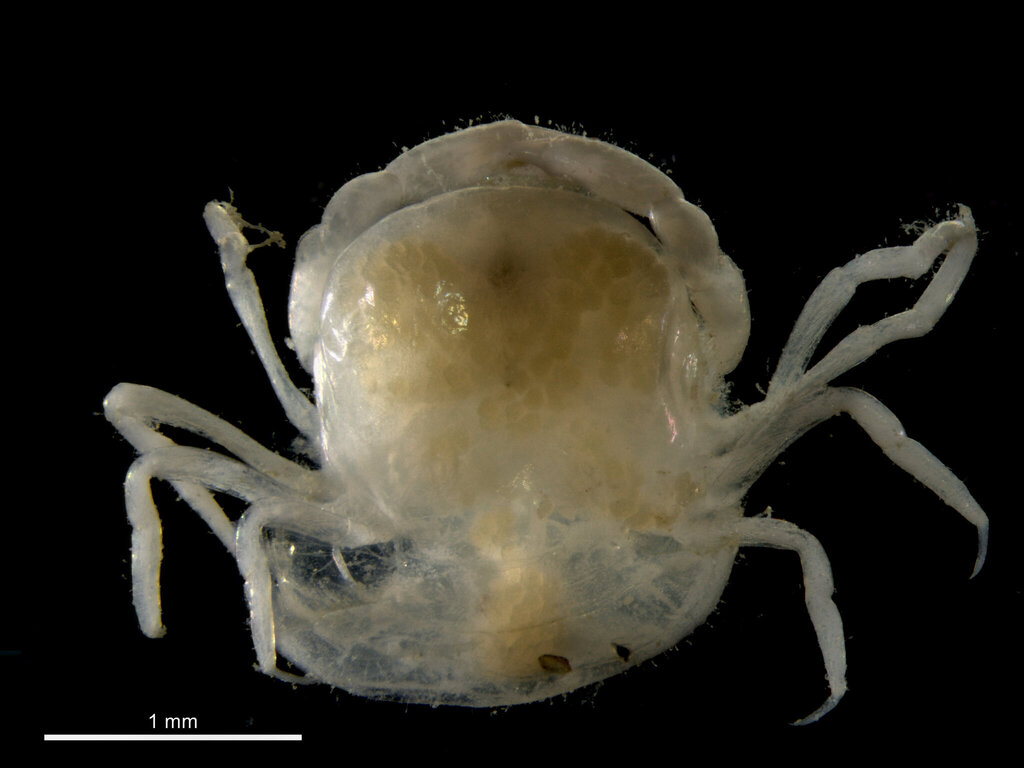Afropinnotheres monodi