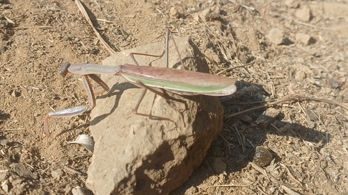 Tenodera