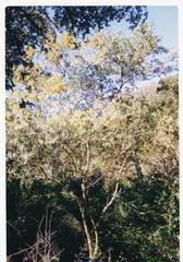 Cytisus grandiflorus