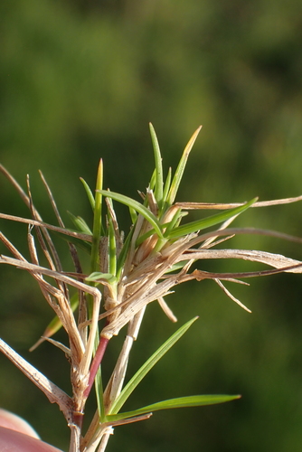 Velvet Bent (Agrostis canina)