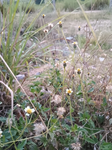 Tridax Daisy