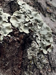 Flavoparmelia caperata