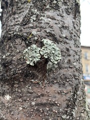 Flavoparmelia caperata