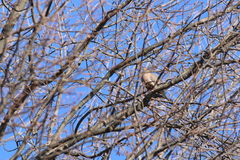 Zenaida macroura carolinensis