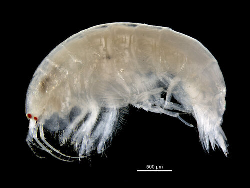 Ampelisca