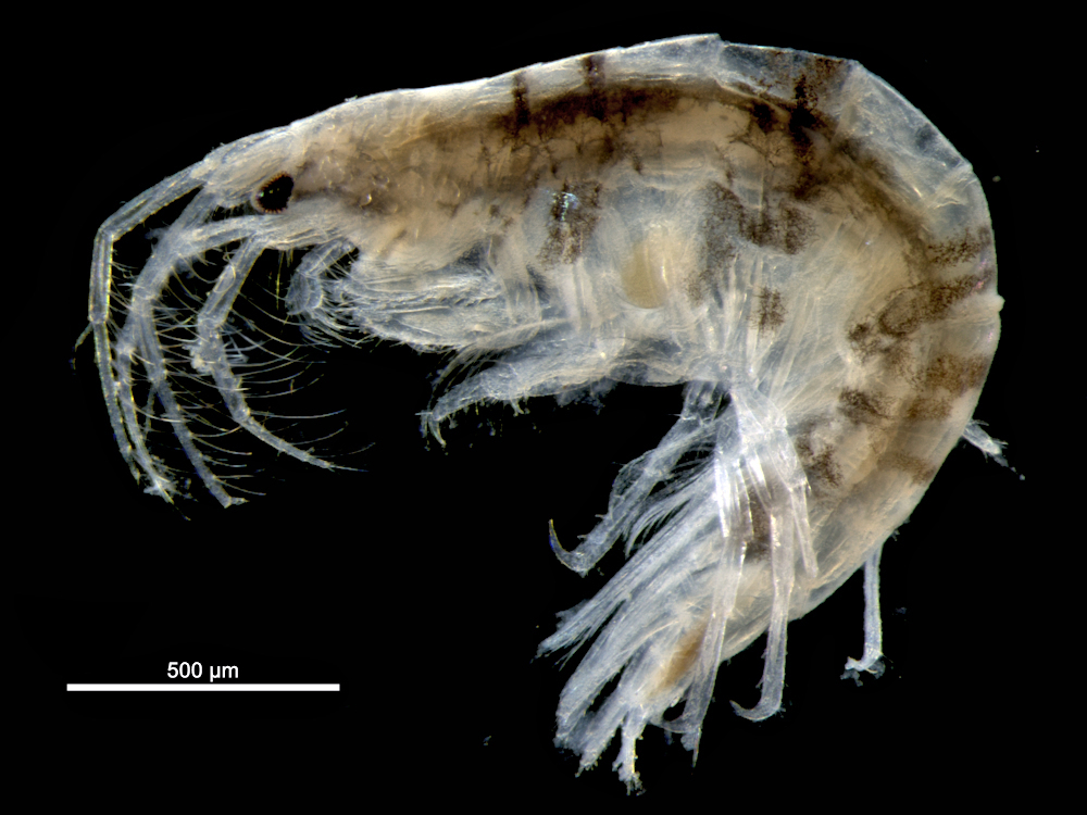 Latigammaropsis