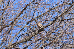Zenaida macroura carolinensis