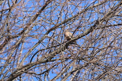 Zenaida macroura carolinensis