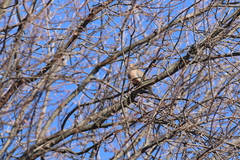 Zenaida macroura carolinensis