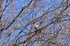 Zenaida macroura carolinensis
