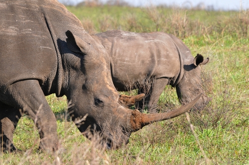 White Rhinoceros