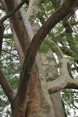 Enterolobium cyclocarpum