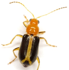 Cyclotrypema furcata