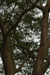 Enterolobium cyclocarpum