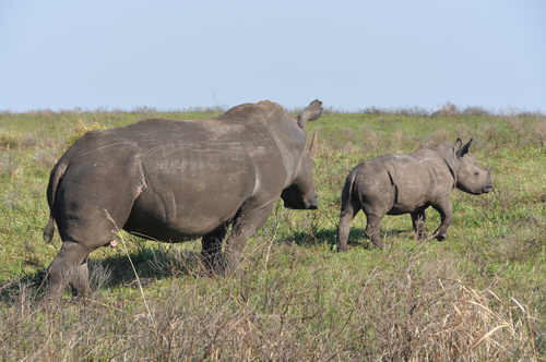 White Rhinoceros