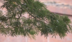 Enterolobium cyclocarpum