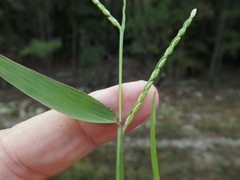 Urochloa platyphylla