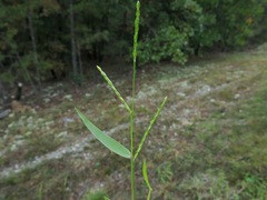 Urochloa platyphylla