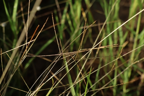 Dimeria ornithopoda observed 2025-10-29