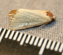 Urola nivalis